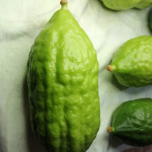 Kosher-certified Etrog from Sukkah USA – Hand-selected for Sukkot from Israel, Morocco, or Calabria (Yanover)